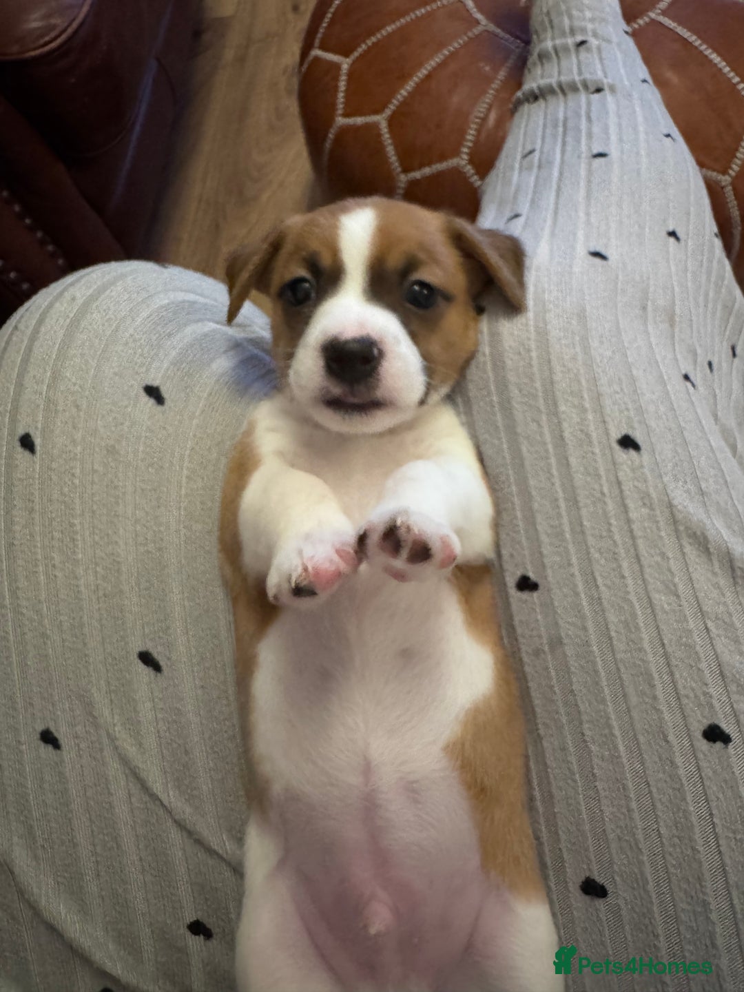 Jack Chi dogs for sale: Jack-chi puppies - Advert 26