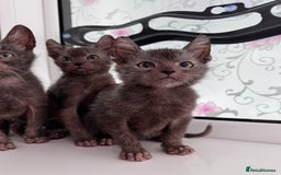 Lykoi cats for sale: Adorable Lykoi Kittens  - Advert 4