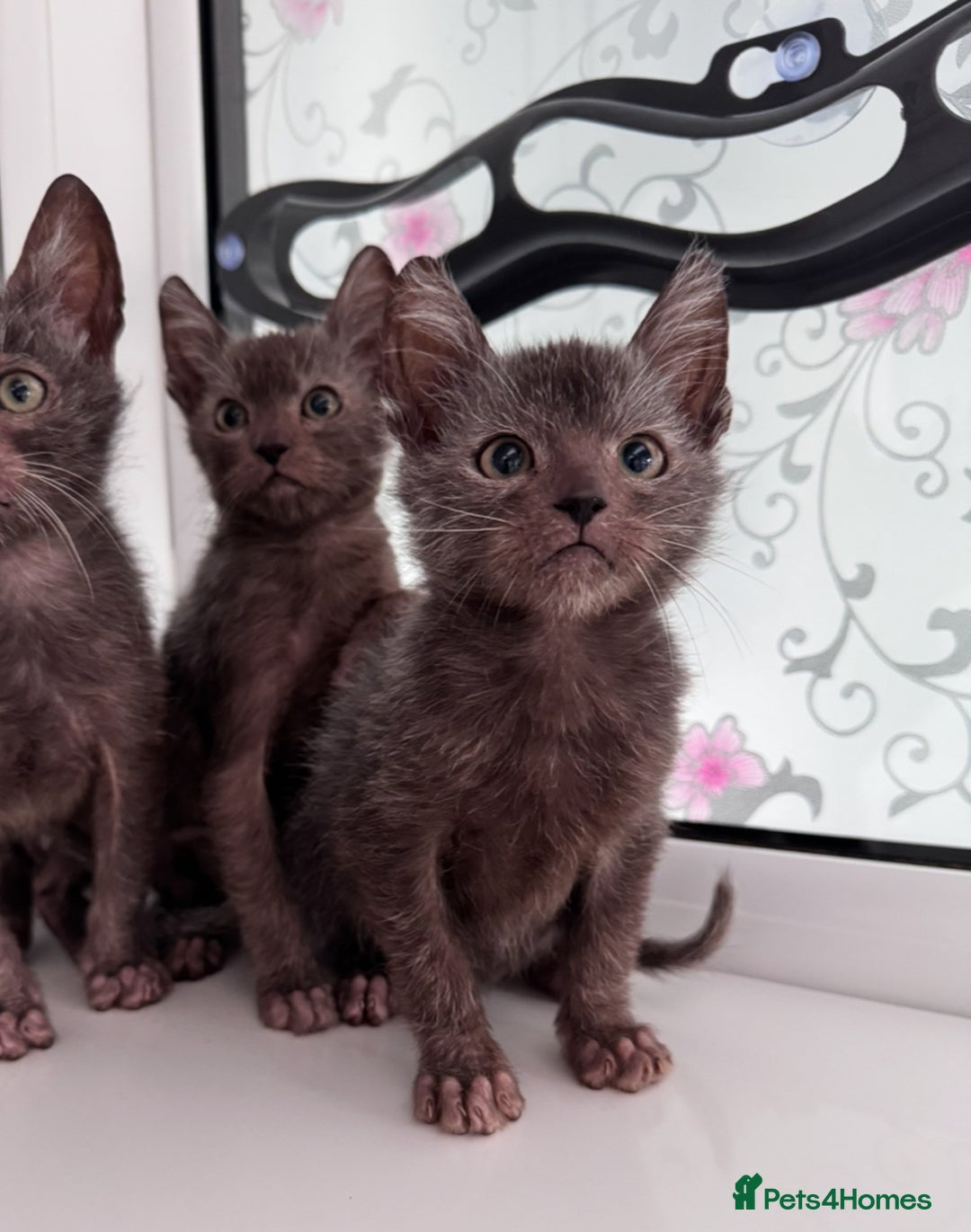 Lykoi cats for sale: Adorable Lykoi Kittens  - Advert 4