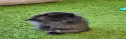 Mini Lion Lop rabbits for sale: Stunning Mini Lion Lops - READY SATURDAY - Advert 16