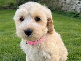 Cockapoo dogs Red Apricot cream white Curly Cockerpoo puppies - Advert 6