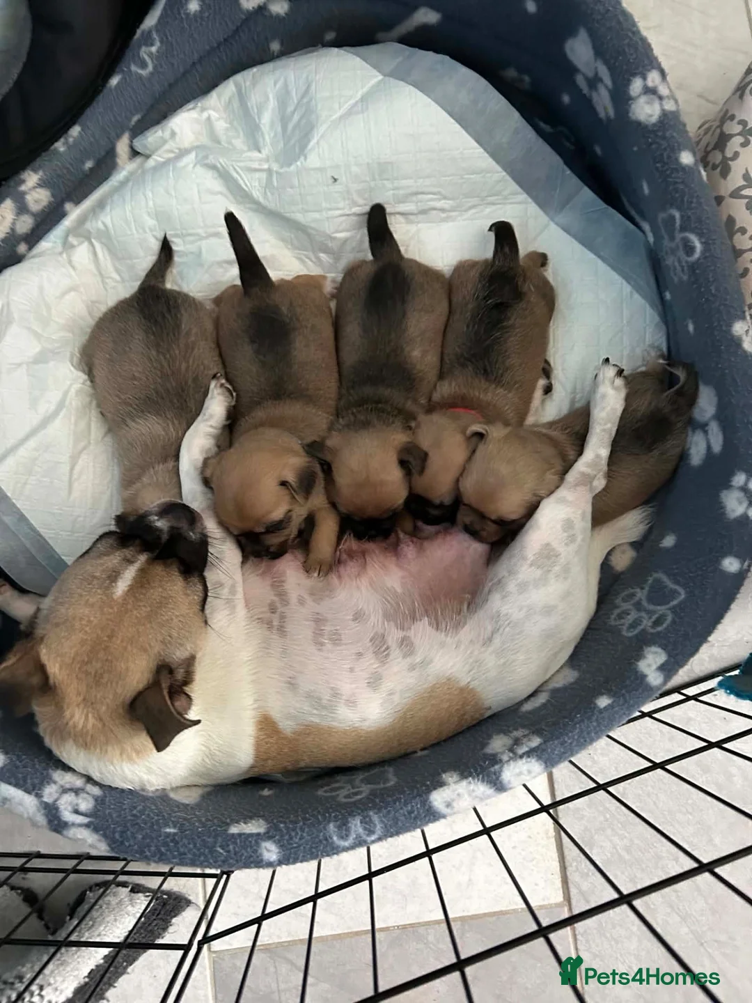 Jug dogs for sale: Jug puppy  in Hereford - Advert 1