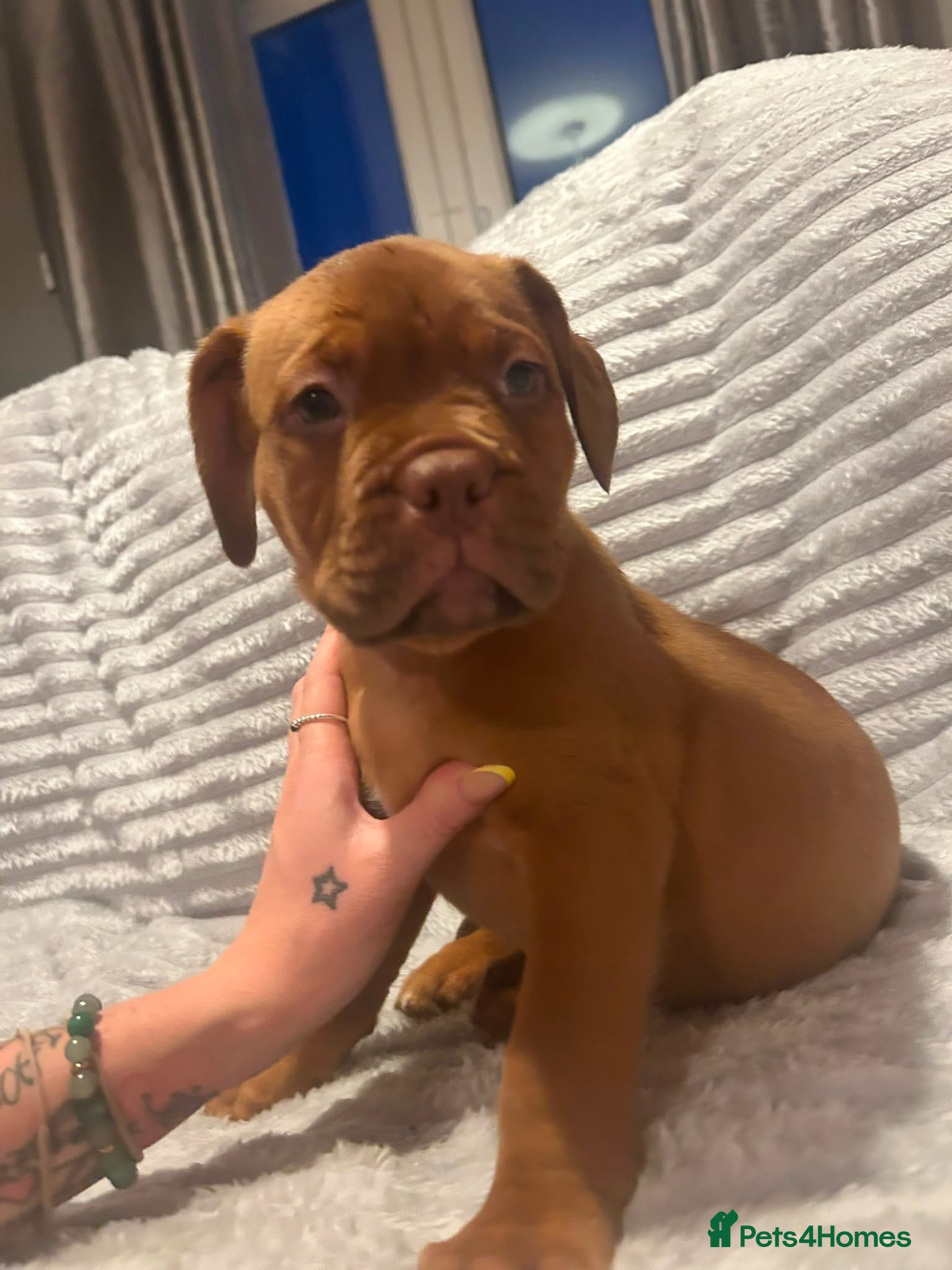 Dogue De Bordeaux dogs Dogue De Bordeaux Puppies - Advert 10