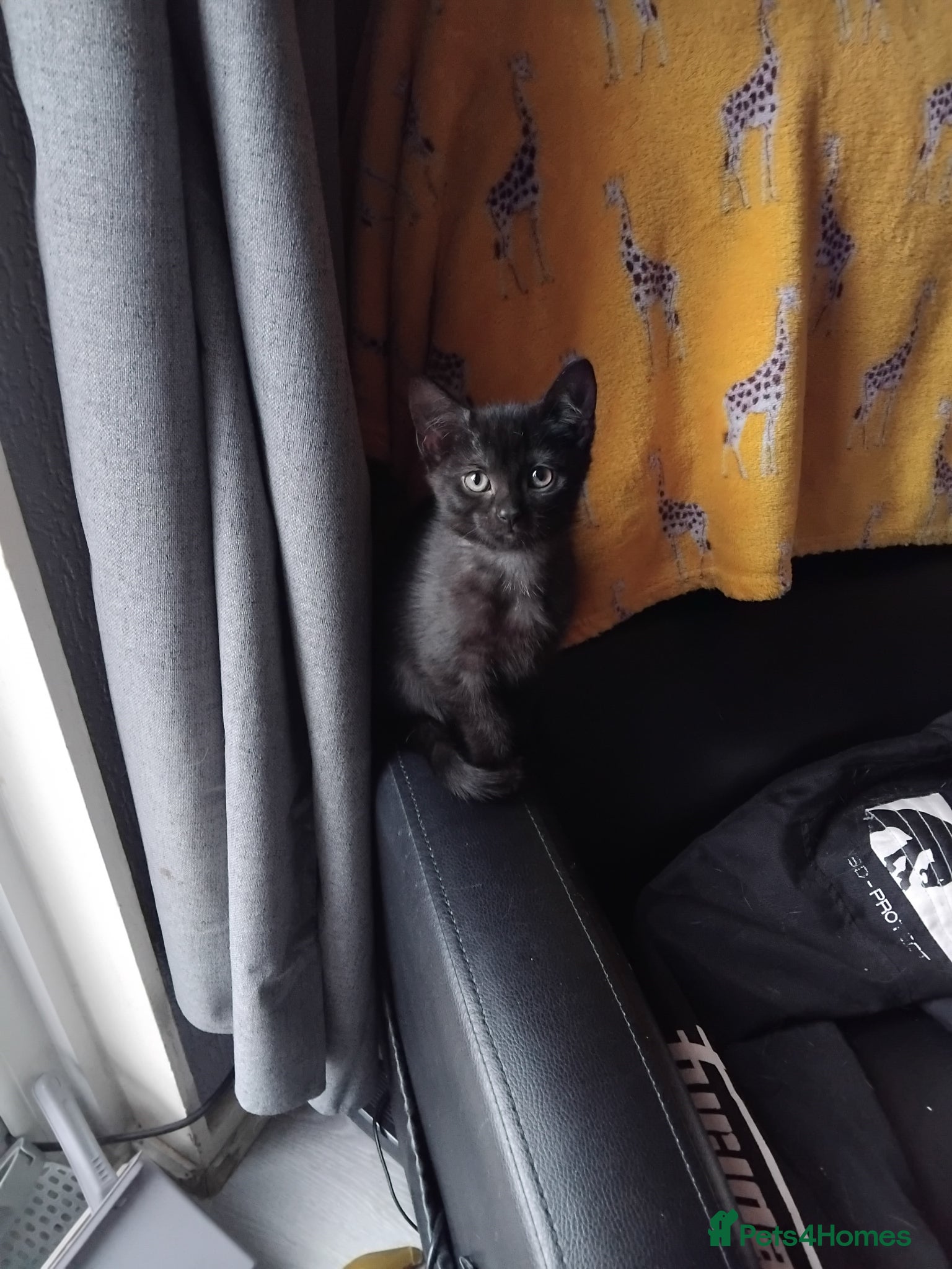 Mixed Breed cats for sale: 2 beautiful kittens in Newport - Advert 3
