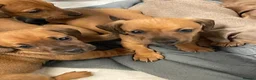 Dachshund dogs for sale: Dachshund Puppys - Advert 5