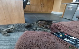 British Shorthair cats for sale: 3 beautiful kittens looking for forever home. - Advert 9