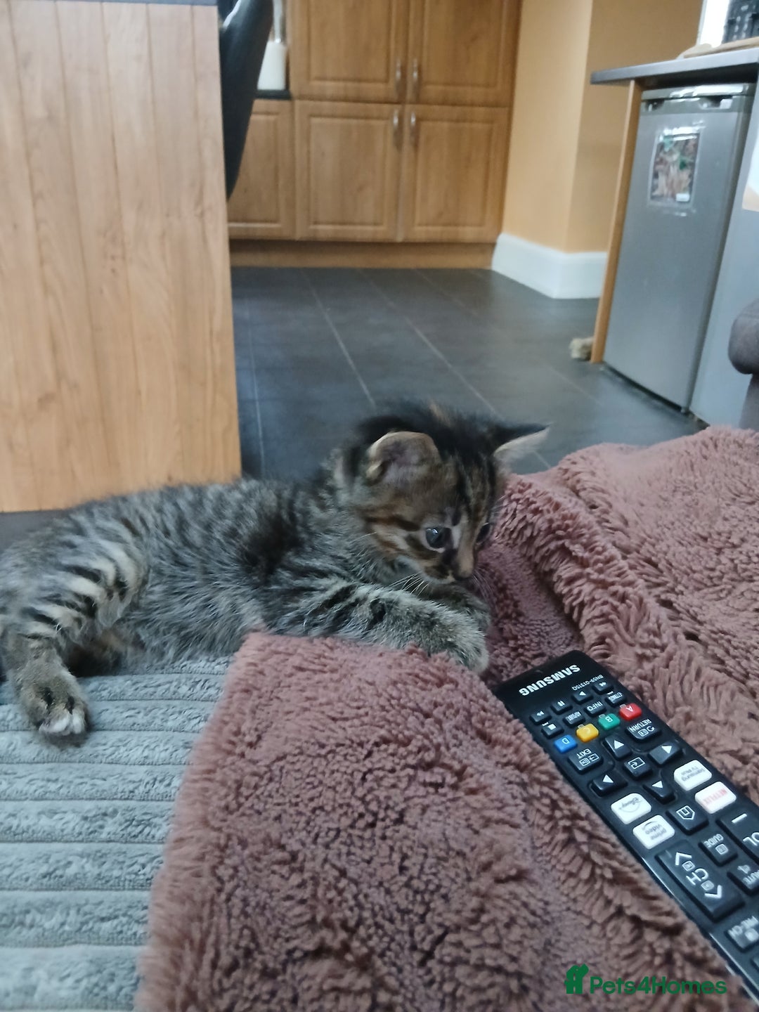 British Shorthair cats for sale: 3 beautiful kittens looking for forever home. - Advert 9