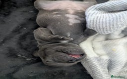 French Bulldog dogs for sale: #Reduced# True miniature French Bulldog - Image 9