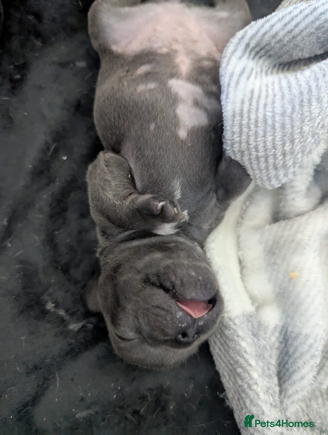 French Bulldog dogs for sale: #Reduced# True miniature French Bulldog - Image 9