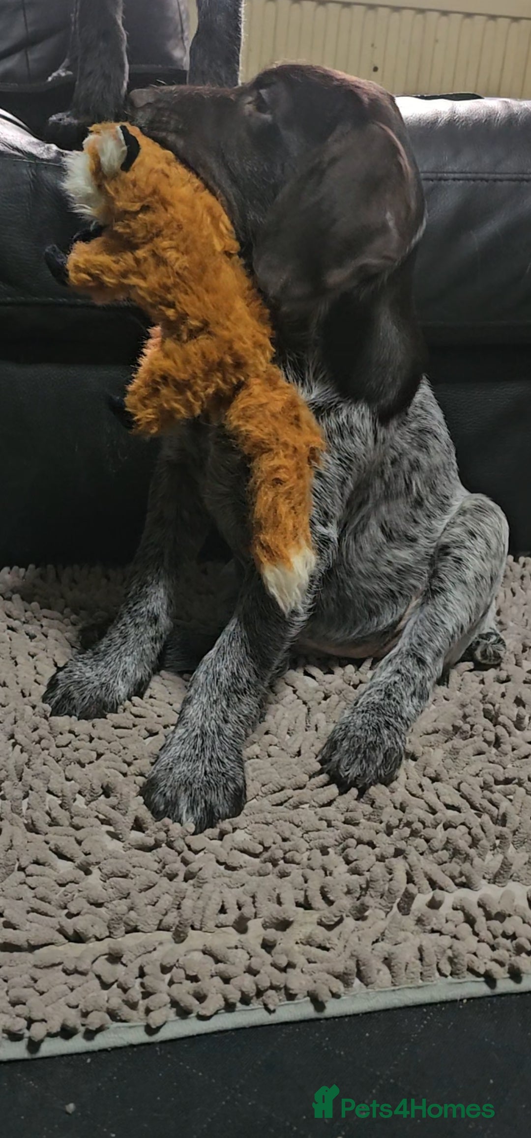 German Wirehaired Pointer dogs for sale: Female German Wirehaired pointer pup - Advert 4