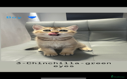Scottish Fold cats for sale: Scottish fold / Chichilla kittens - Image 9