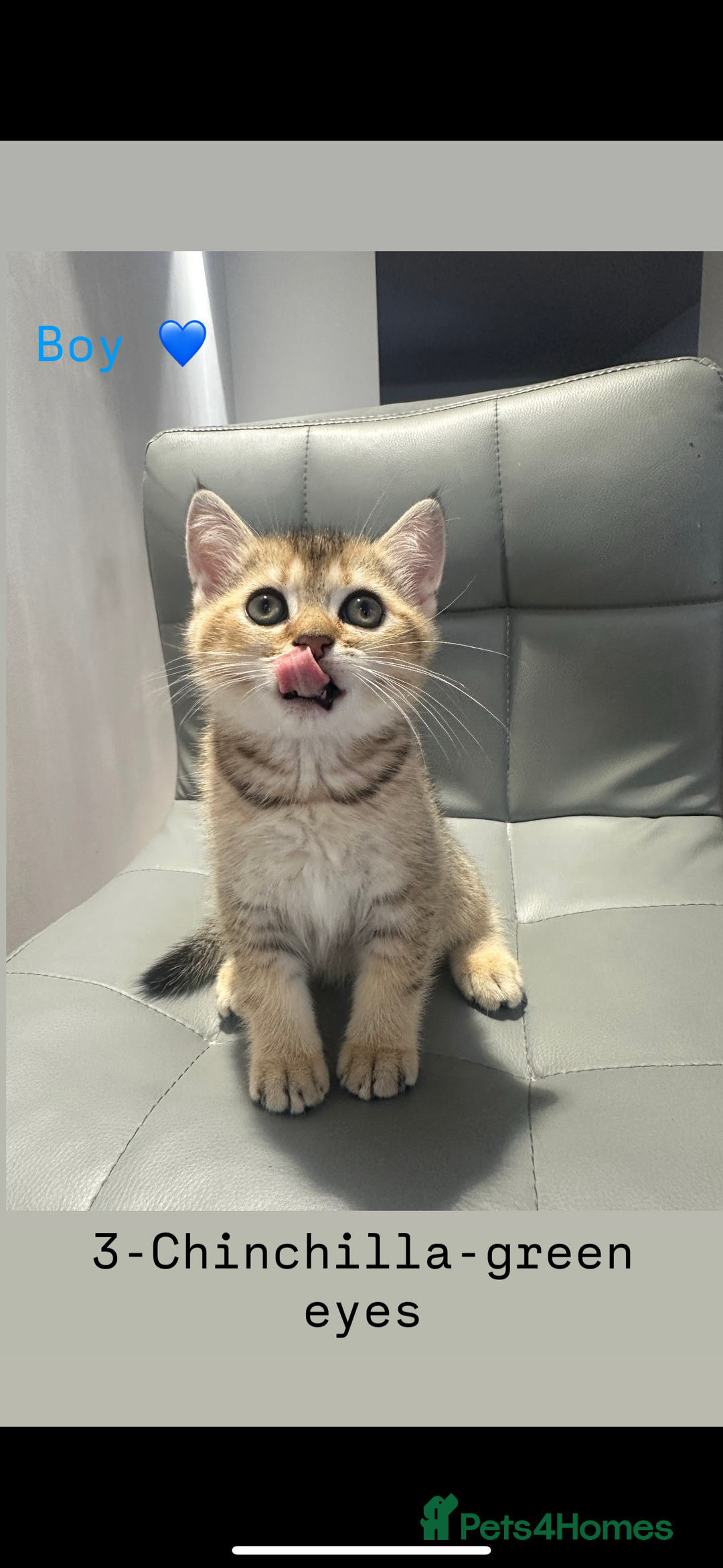 Scottish Fold cats for sale: Scottish fold / Chichilla kittens - Image 9