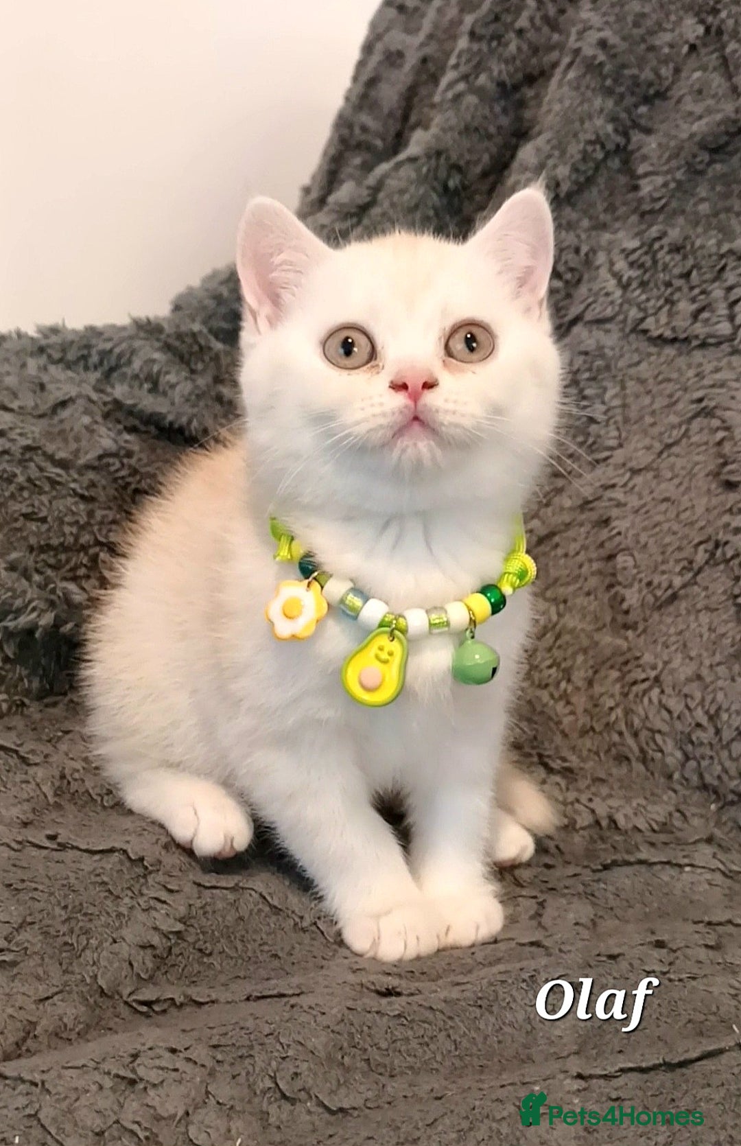 British Shorthair cats for sale: GCCF Snowflake BSH - Advert 31