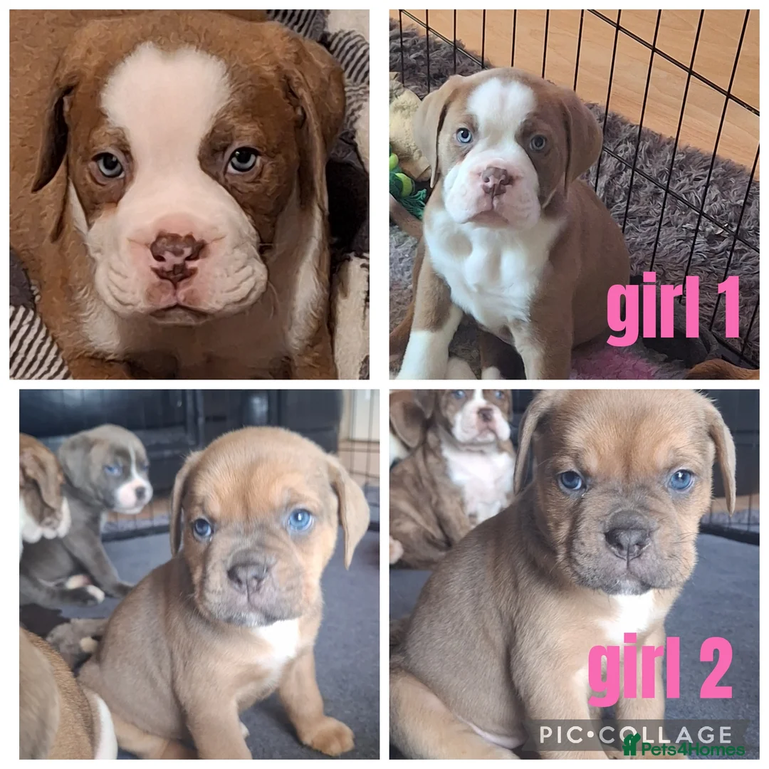 Mixed Breed dogs for sale: OLD TYME X CANE CORSO 2 GIRLS  - Advert 1