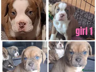 Mixed Breed dogs OLD TYME X CANE CORSO 2 GIRLS - Advert 1