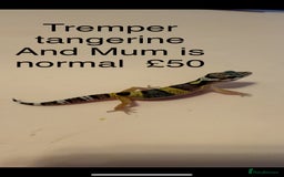 Leopard Gecko reptiles for sale: Leopard geckos  - Image 1