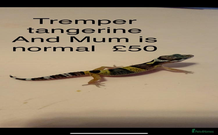 Leopard Gecko reptiles - Advert 3