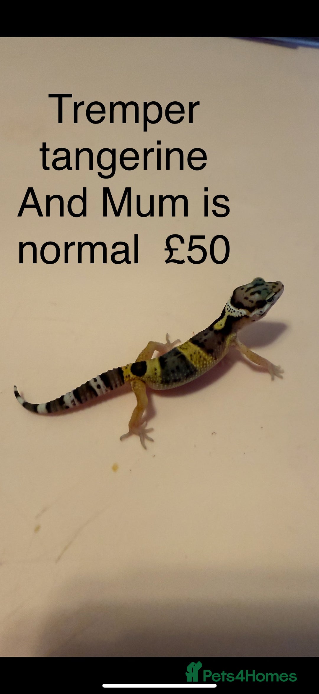 Leopard Gecko reptiles for sale: Leopard geckos  - Image 1