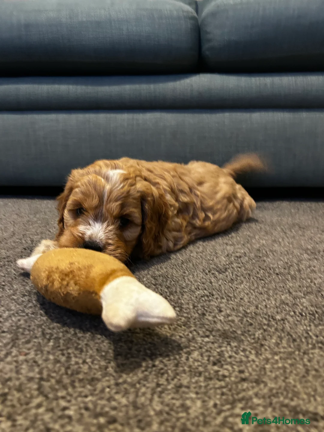 Cockapoo dogs for sale: READY TO GO 3 Golden Cockapoos  - Advert 5
