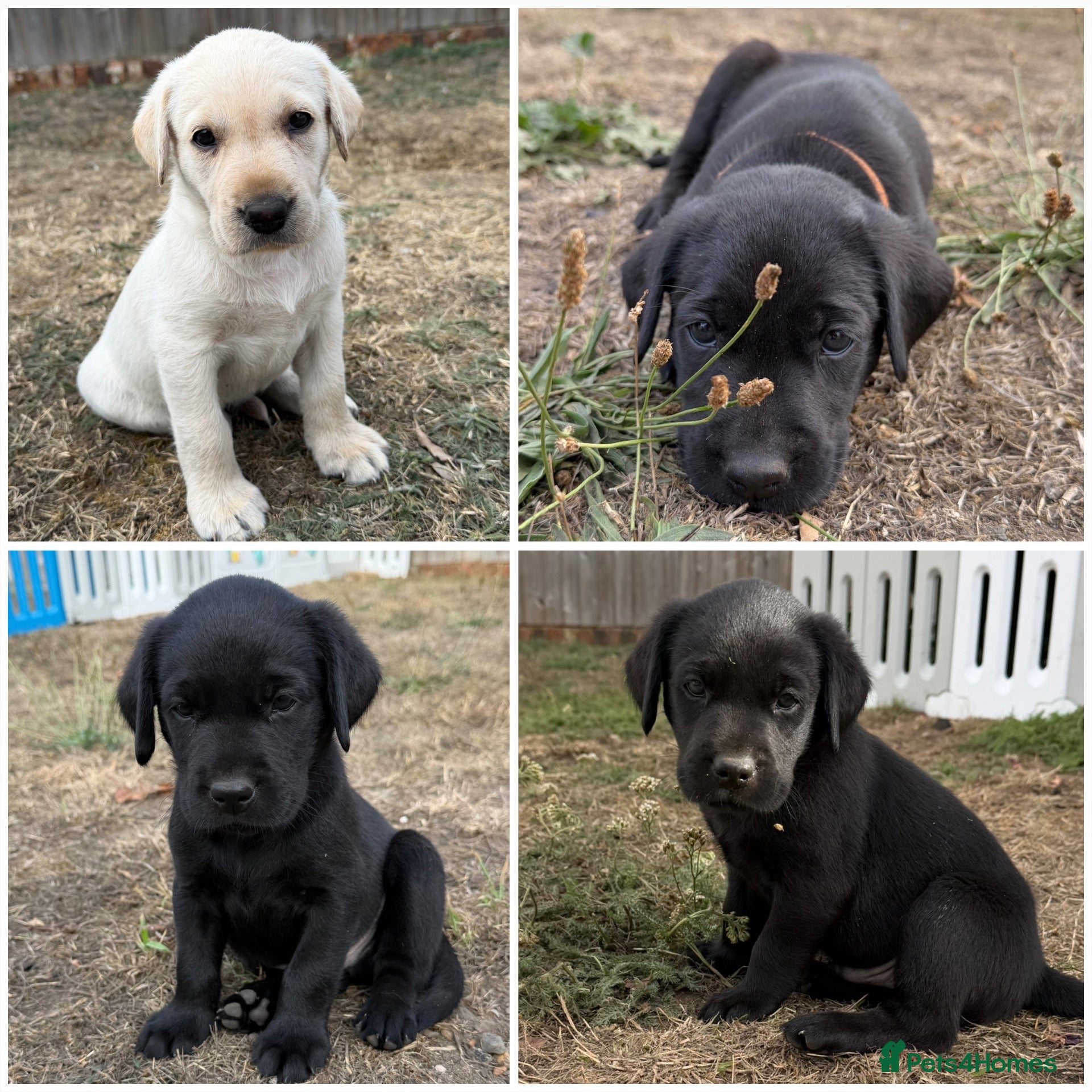 Labrador Retriever dogs Gorgeous KC Registered Labrador Puppies  - Advert 14