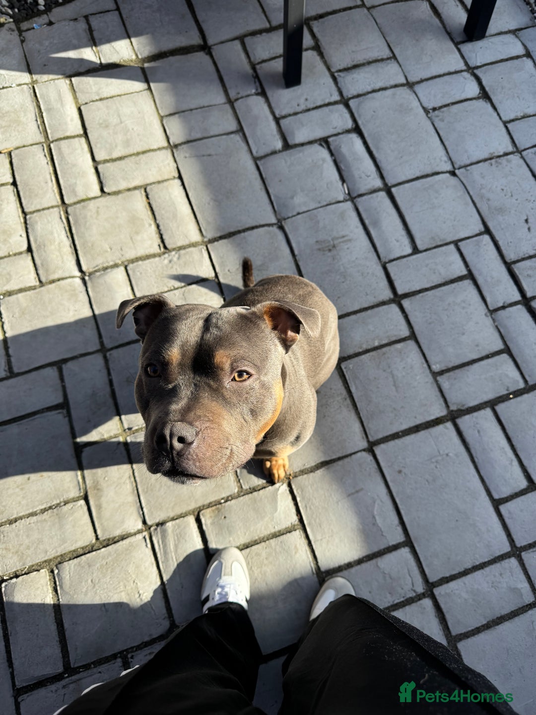 Staffordshire Bull Terrier dogs for stud: Bear the Tri-Colour Staffy - Advert 7