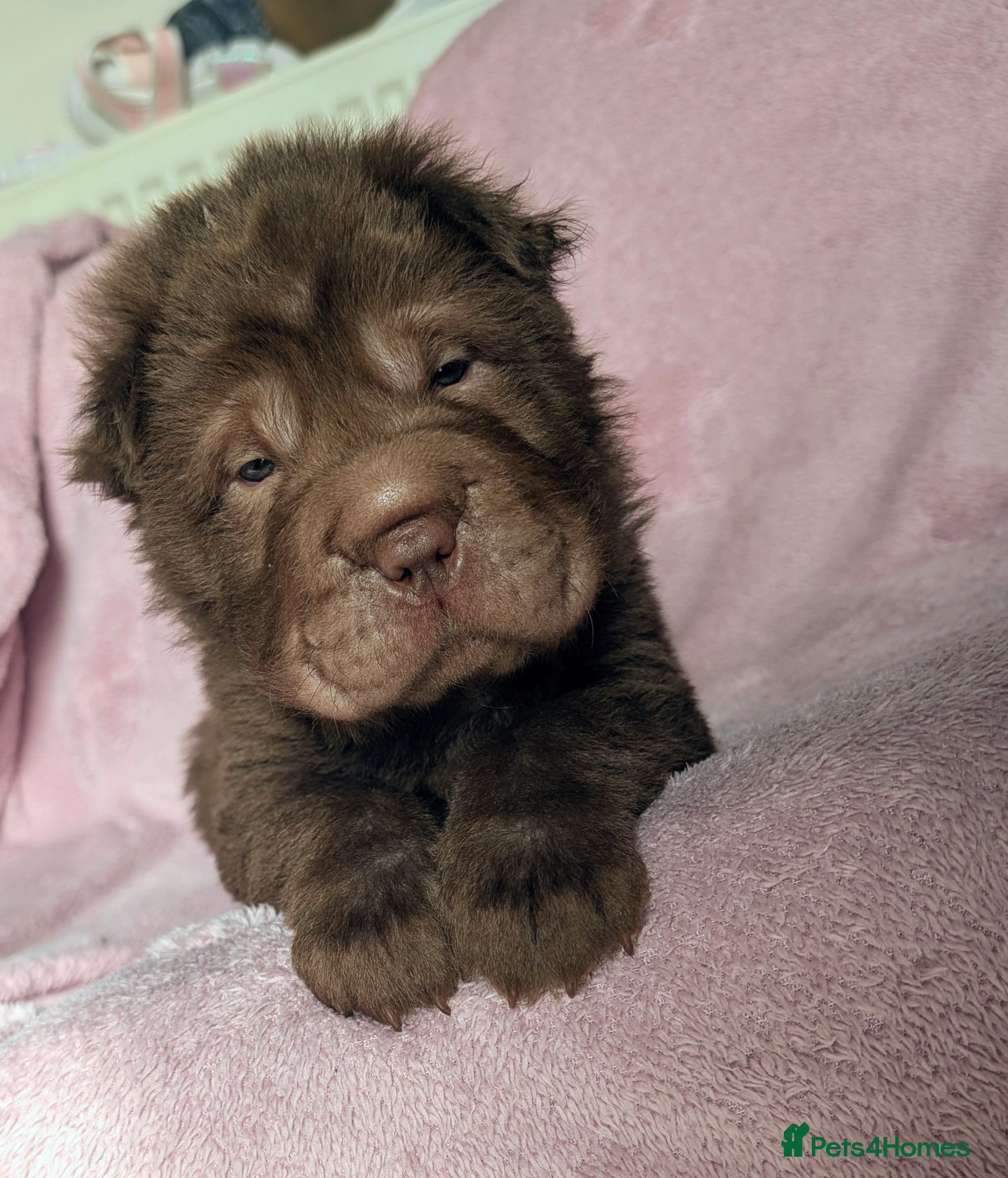 Shar Pei dogs READY ON THURSDAY ONE LITTLE BOY LEFT  - Advert 1