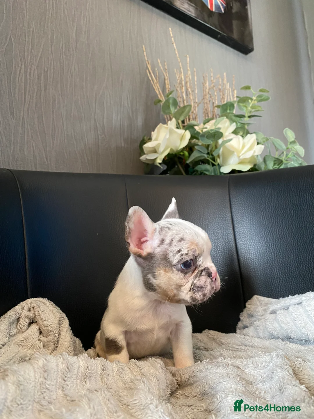 French Bulldog dogs for sale: 5 French bulldog puppies for sale  in Stockton-on-Tees - Advert 3