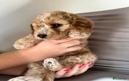 Cockapoo dogs for sale: Adorable Pappy Bread Cockapoo Puppies F2 - Image 8