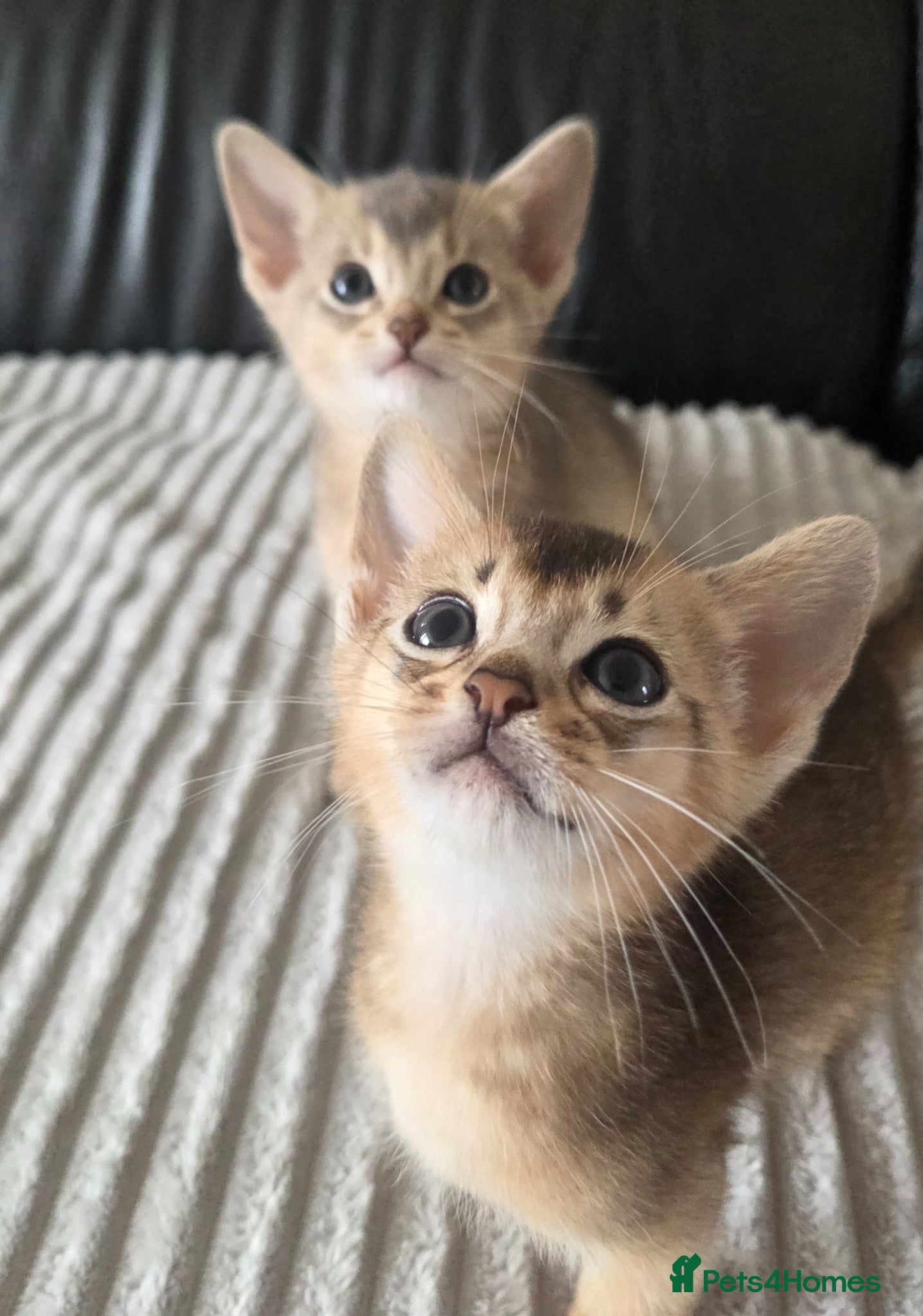 Abyssinian cats ⚜️Last 2 kittens -Beautiful Abyssinian Kittens🏆 - Advert 2