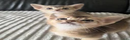 Abyssinian cats for sale: ⚜️Last 2 kittens -Beautiful Abyssinian Kittens🏆 - Advert 2