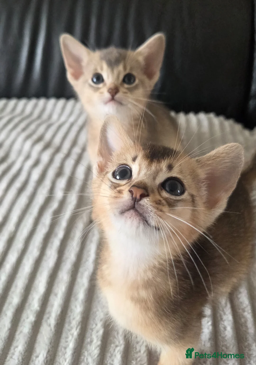 Abyssinian cats for sale: ⚜️Last 2 kittens -Beautiful Abyssinian Kittens🏆 - Advert 2