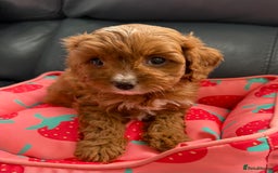 Cavapoo dogs for sale: Outstanding Red F1 cavapoo puppies H/C DNA CLEAR - Image 27