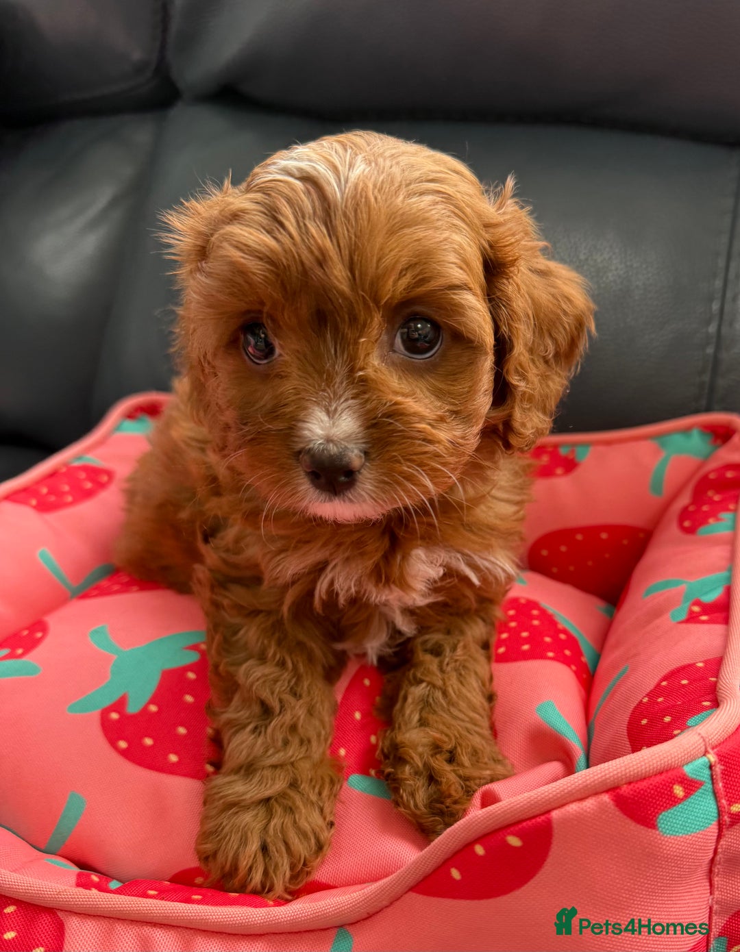 Cavapoo dogs for sale: Outstanding Red F1 cavapoo puppies H/C DNA CLEAR - Image 27