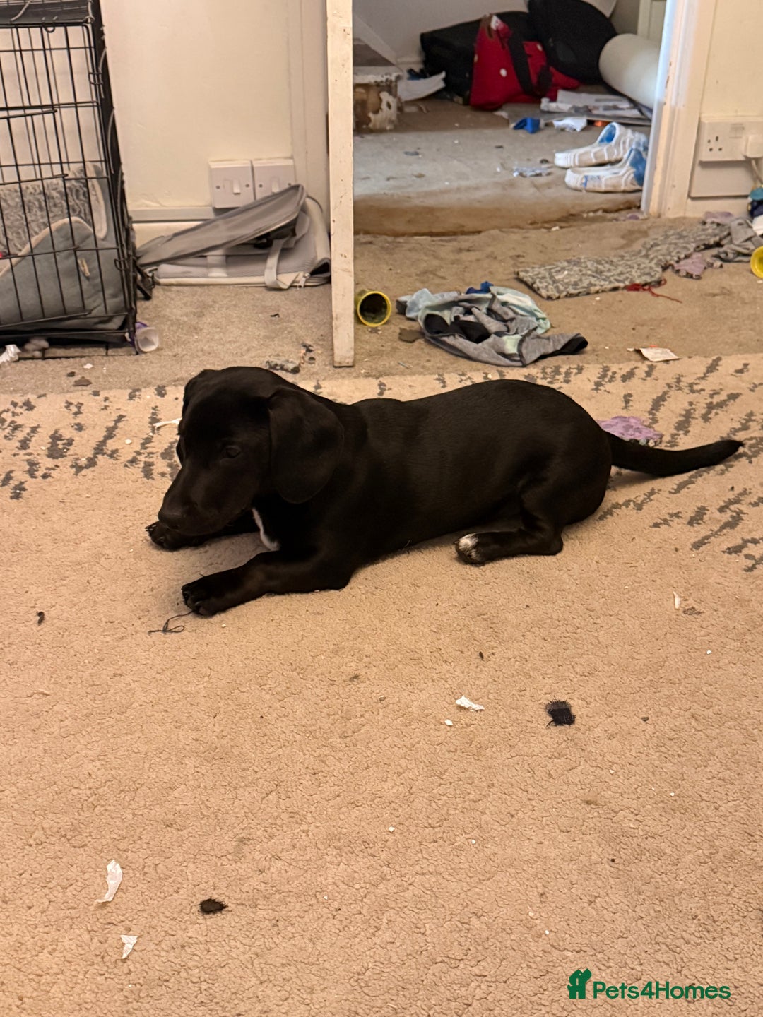 Mixed Breed dogs for sale: Beautiful puppy - Advert 5