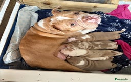 Olde English Bulldogge dogs for sale: Stunning Litter of OldTyme English Bulldogge!!💖💙 - Image 13