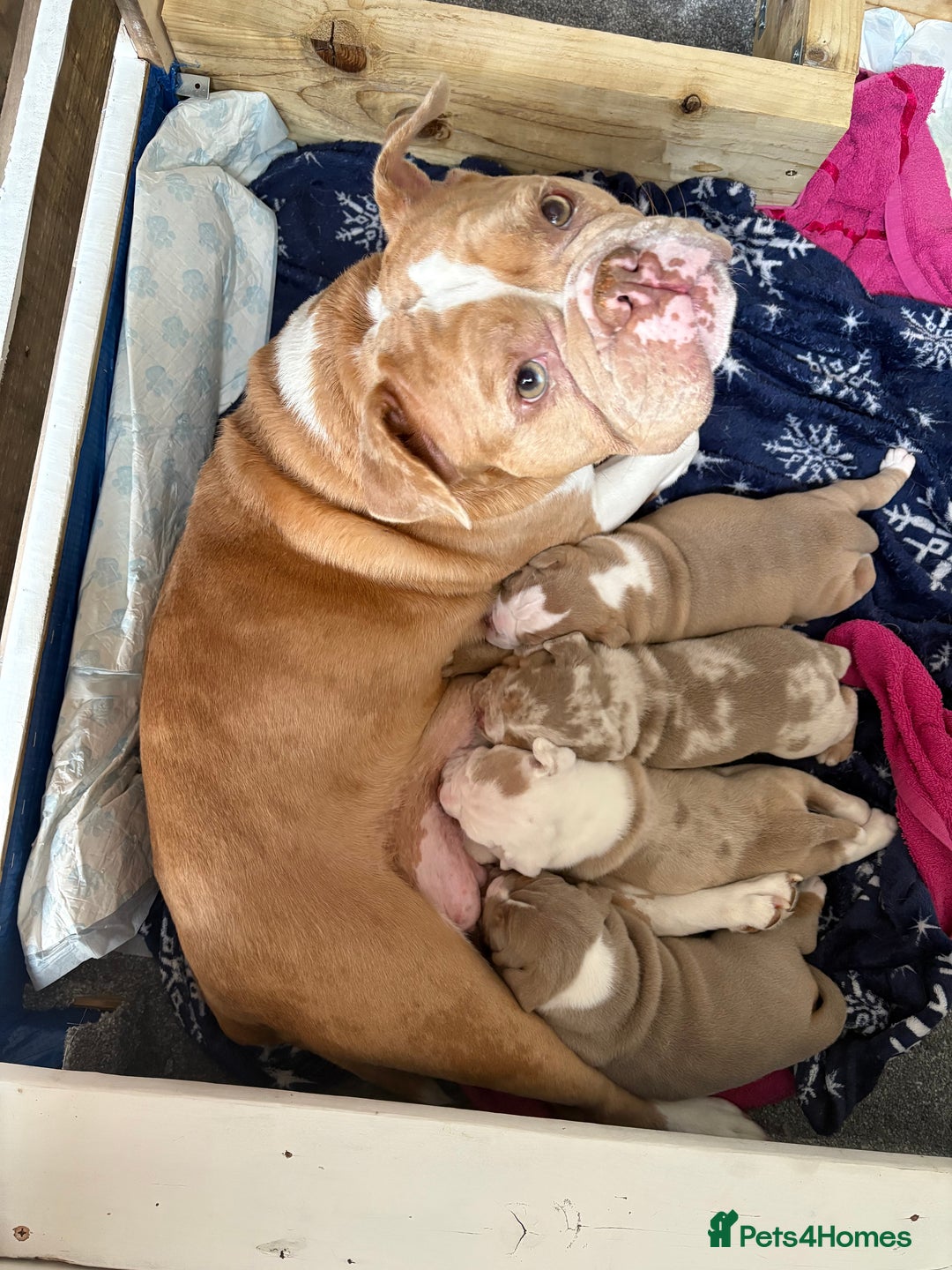 Olde English Bulldogge dogs for sale: Stunning Litter of OldTyme English Bulldogge!!💖💙 - Image 13