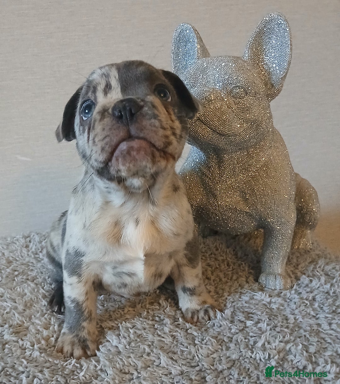 French Bulldog dogs for sale: French Bulldog Merles carrying fluffy ready to go. - Advert 16