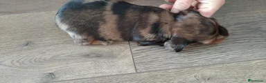 Miniature Dachshund 2