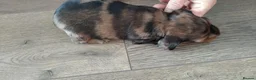Miniature Dachshund dogs for sale: KC REGISTERED MINIATURE LONG HAIRED DACHSHUND BOYs - Advert 12