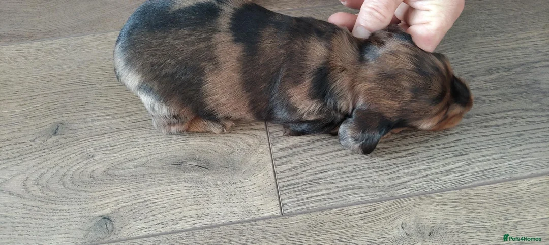 Miniature Dachshund dogs for sale: KC REGISTERED MINIATURE LONG HAIRED DACHSHUND BOYs - Advert 12