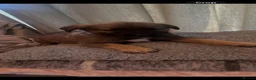 German Shepherd dogs for sale: German shepherd puppies in Warrington - Advert 2