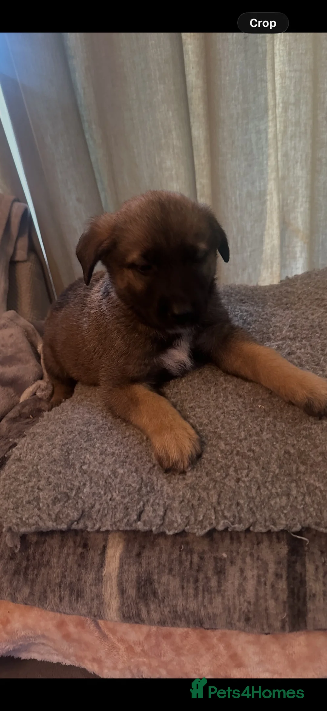 German Shepherd dogs for sale: German shepherd puppies in Warrington - Advert 2