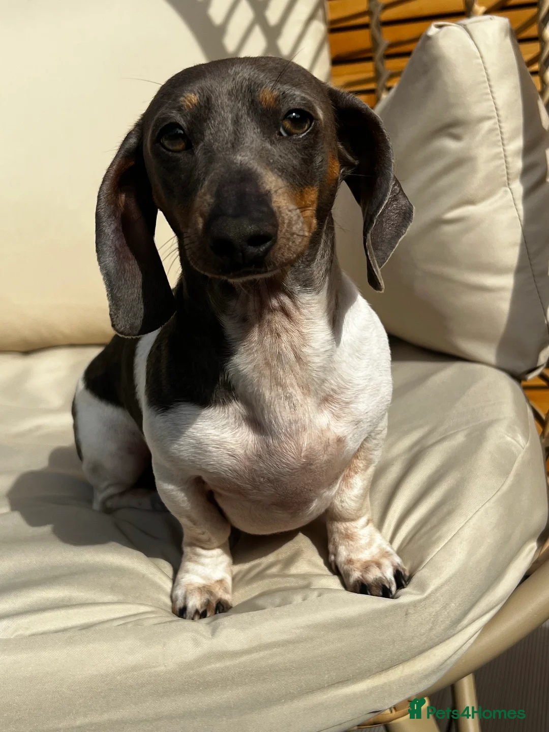 Miniature Dachshund dogs for stud: Tiny Piebald Stud with Free Ovulation Testing  in Stockton-on-Tees - Advert 7
