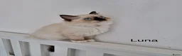 Ragdoll cats for sale: ACTIVE PUREBRED TICA BREEDING RAGDOLL FEMALE - Advert 10