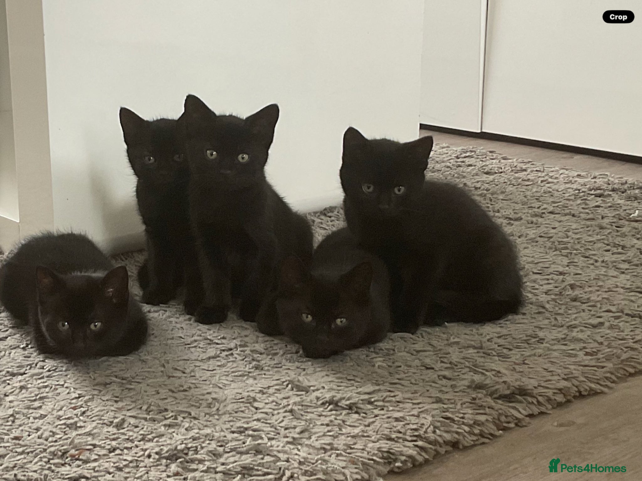 Mixed Breed cats  Kitten Born on  ** ’s Day ❤️ - Advert 9