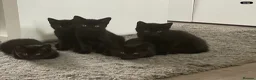 Mixed Breed cats for sale:  Kitten Born on  ** ’s Day ❤️ in Leeds - Advert 1