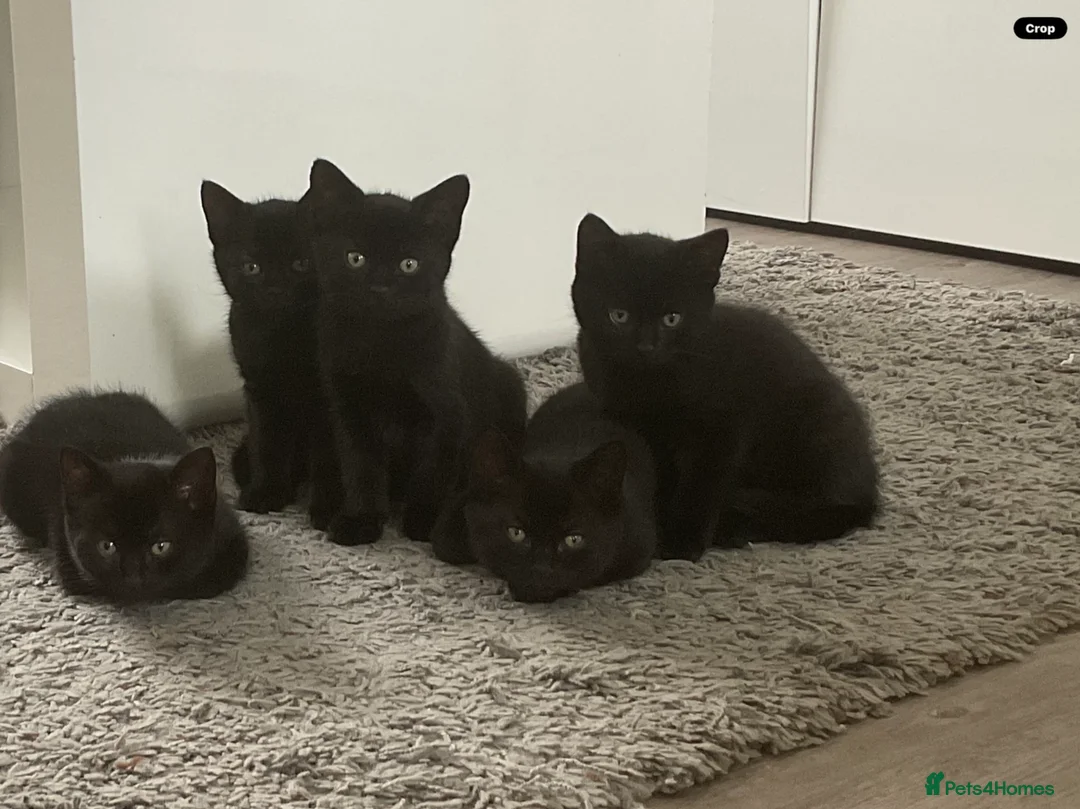 Mixed Breed cats for sale:  Kitten Born on  ** ’s Day ❤️ in Leeds - Advert 1