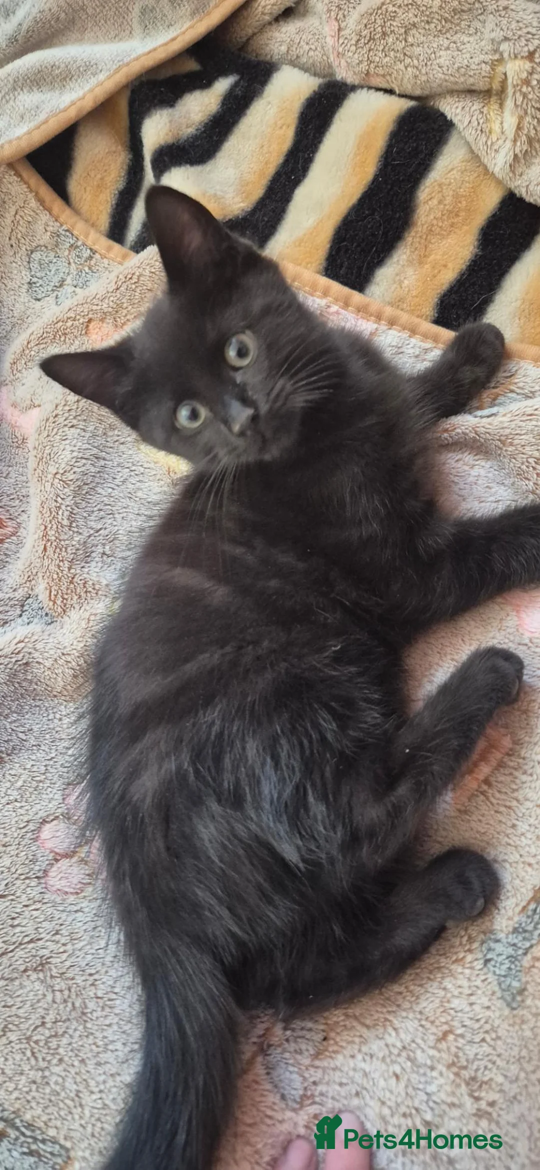 Mixed Breed cats for sale: Bengal cross kitten ready now  - Advert 6