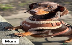 Miniature Dachshund dogs for sale: Gorgeous Miniature Dachshunds ready Dec - Image 7