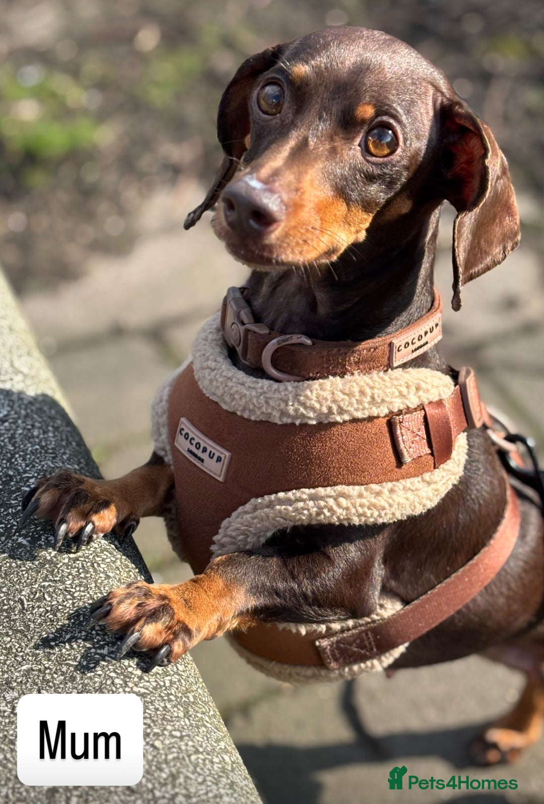 Miniature Dachshund dogs for sale: Gorgeous Miniature Dachshunds ready Dec - Image 7